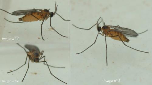 Réf. 209 887 : Cystiphora sonchi